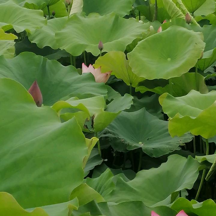 抖音名字来一个