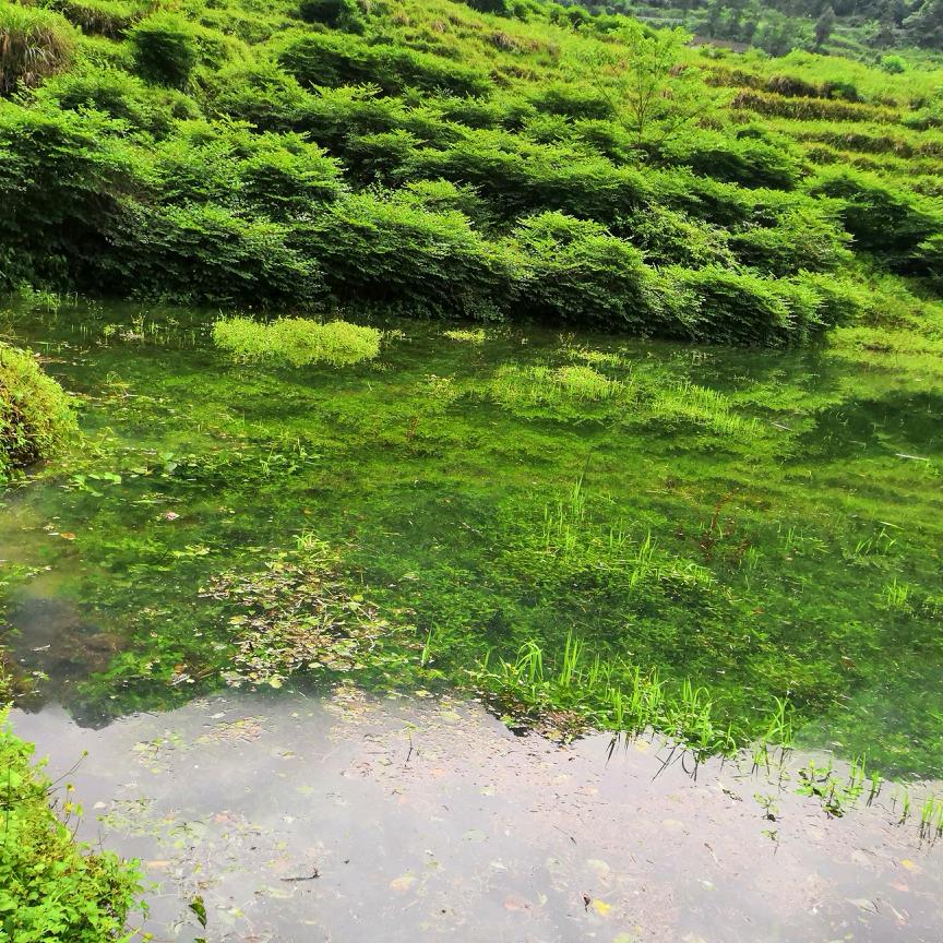 申二哥
