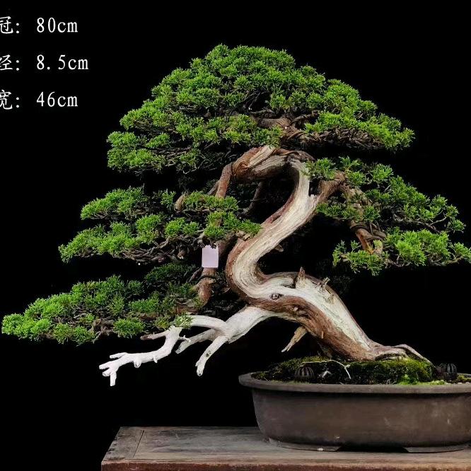 诺依花卉盆景