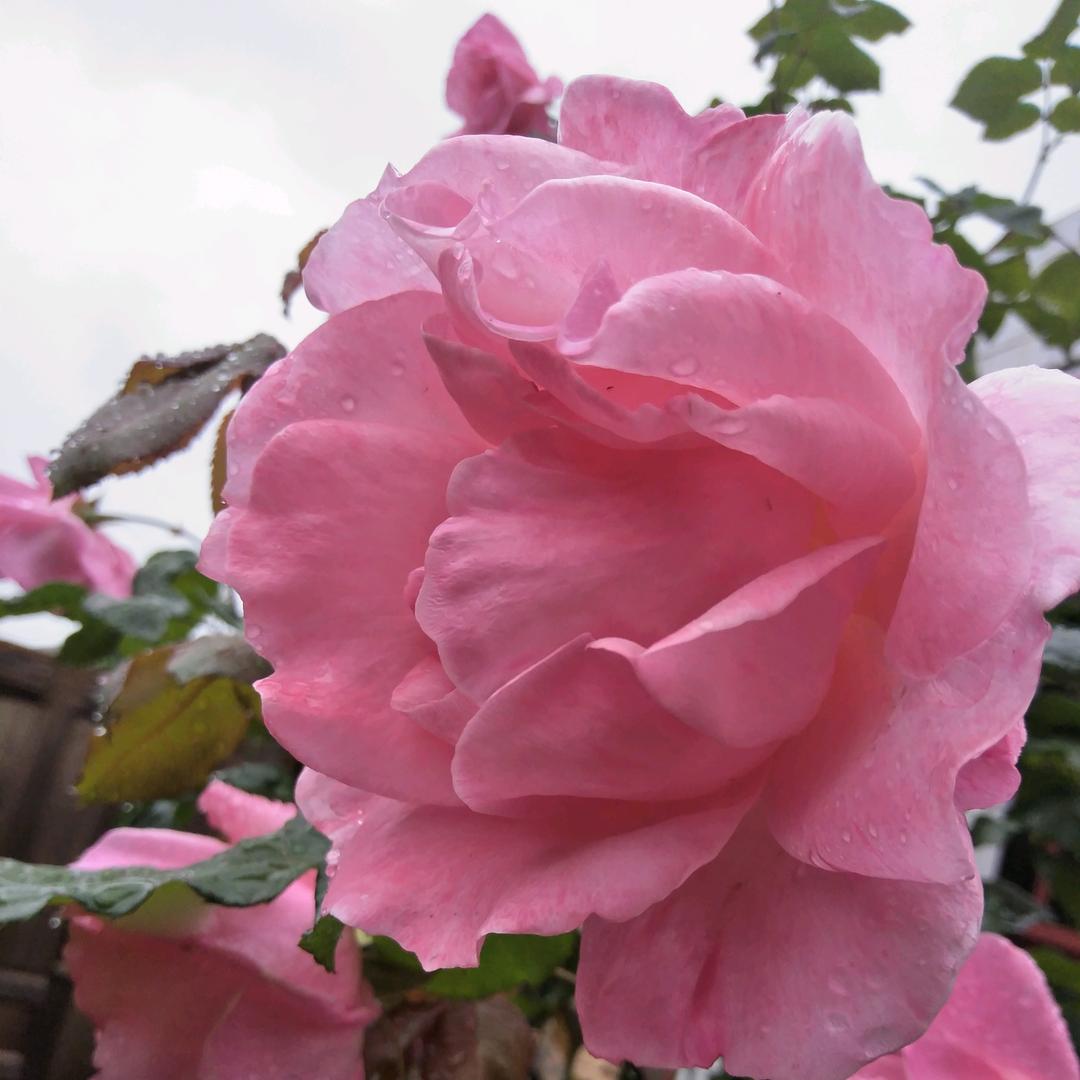 简单就好🌺