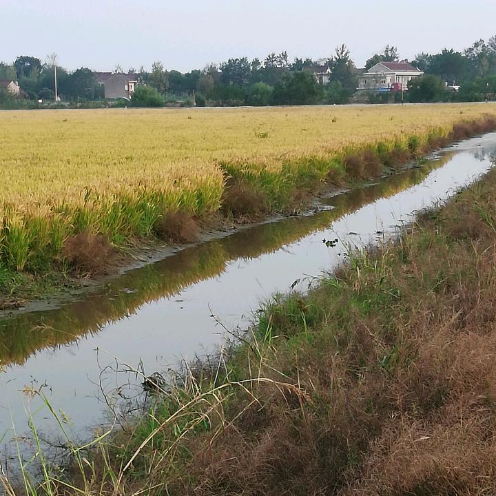 铜陵市乔湖家庭农场