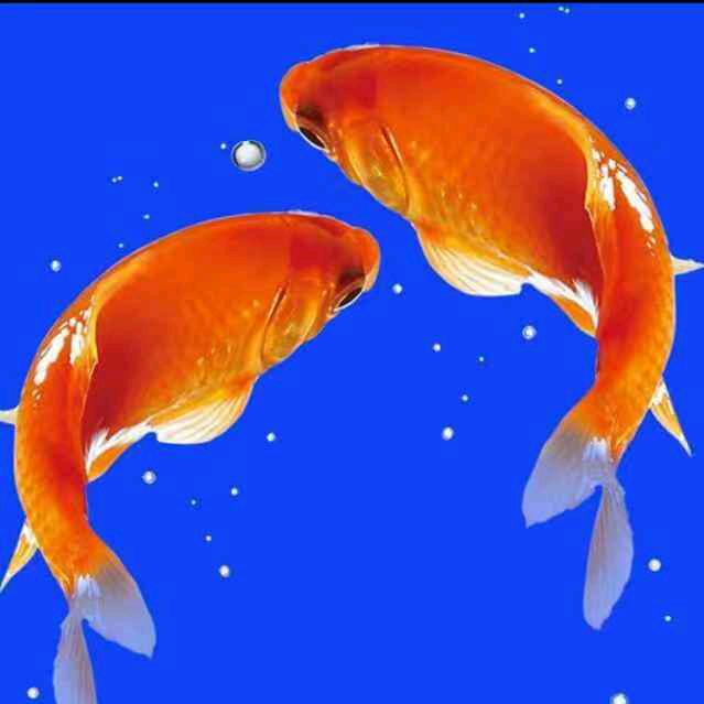 鲤鱼跳龙门〈臧）