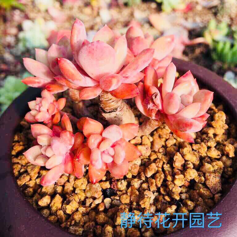 静待花开园艺