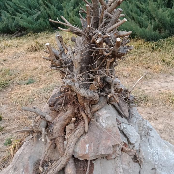 柱