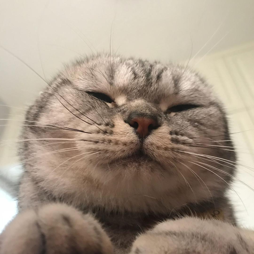 王钢蛋的🐱