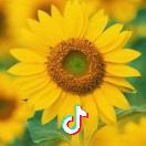 向日葵🌻🌴🏠