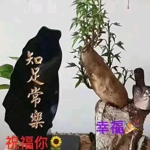 山西人在阿拉善 电动轨道，罗马杆，静音轨