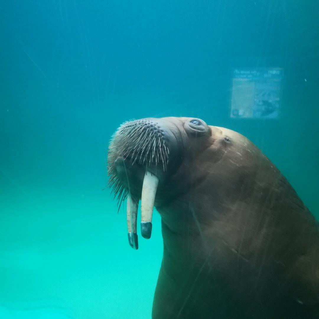 海象先森