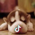 君💤