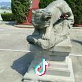 虎哥🐯
