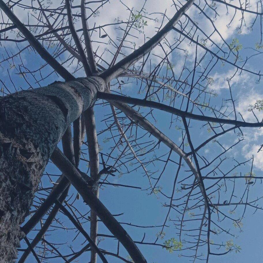 红姐