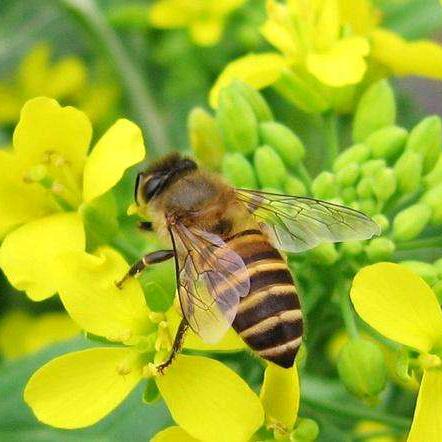 苍山小蜜蜂(余建明)