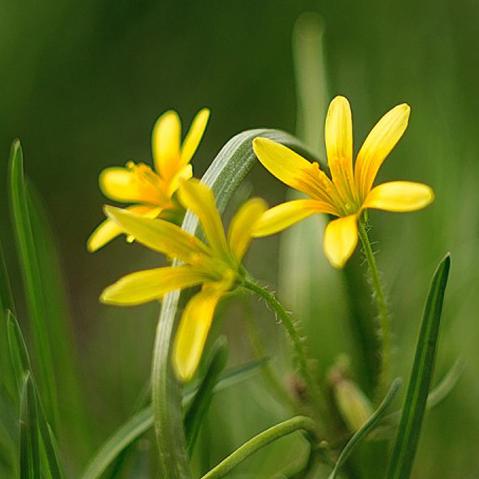 芳