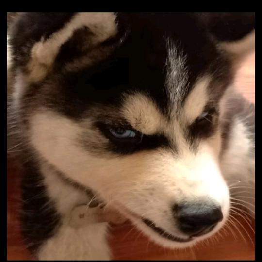 别骗我闪现（养鱼版）