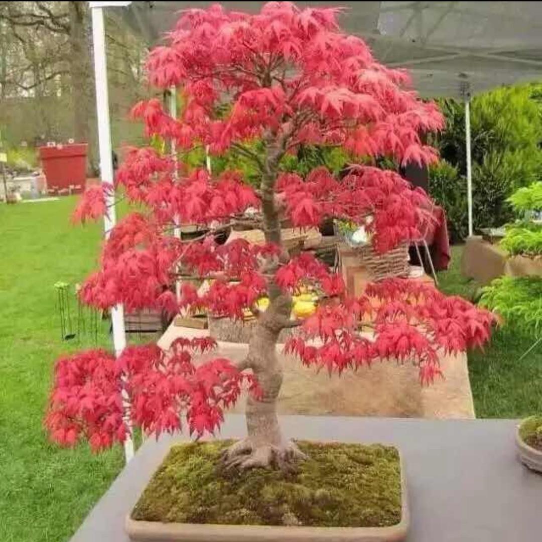 宁波谭小明苗木场