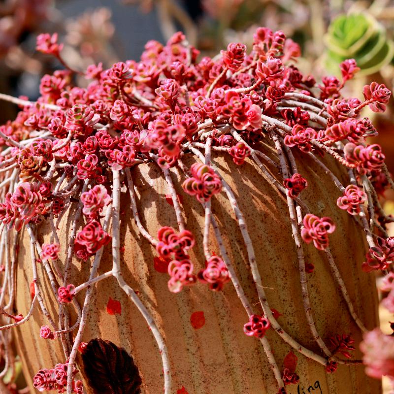 呈贡区万陌花卉