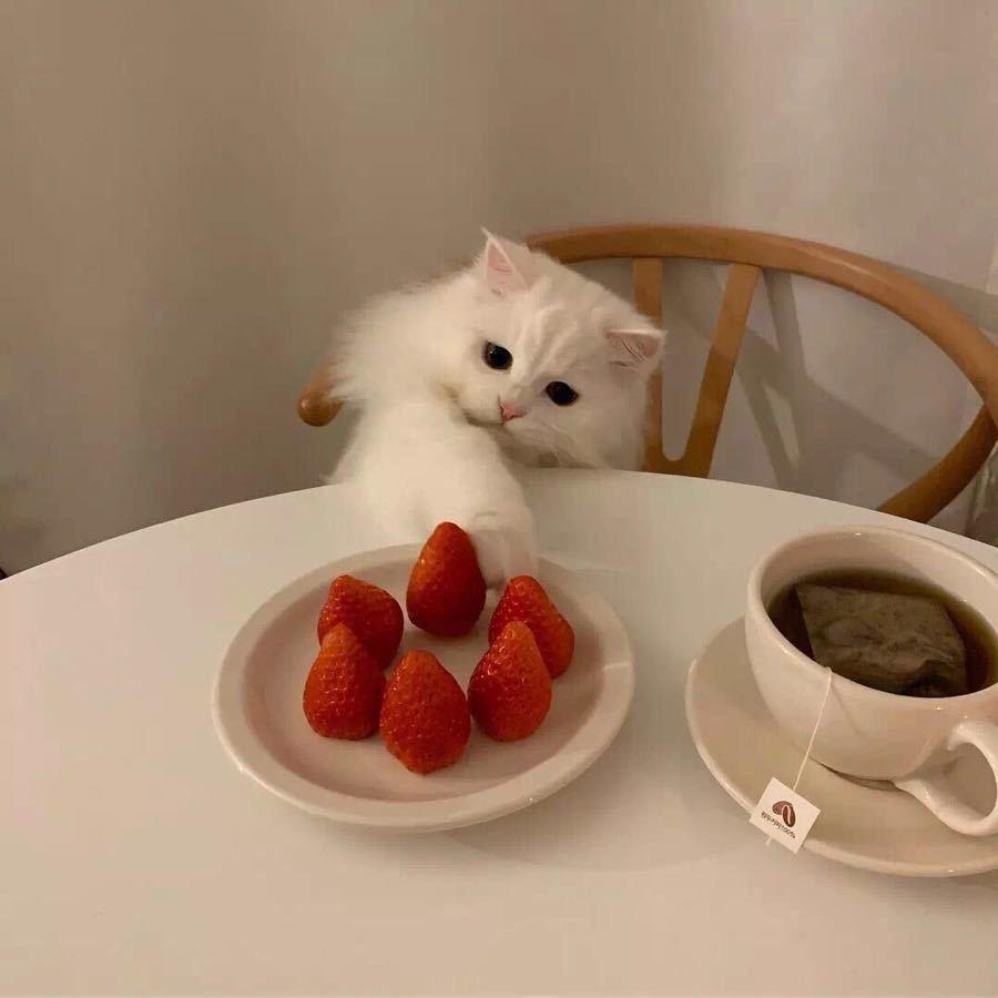猫南北