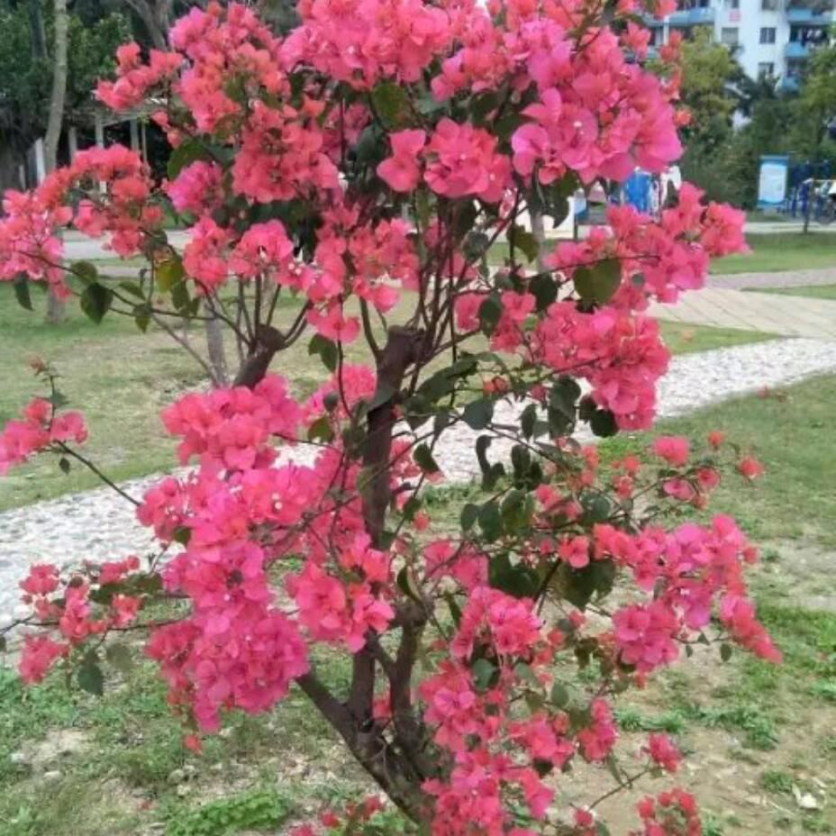 春天的雨