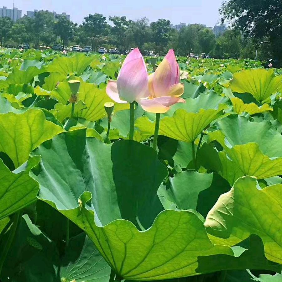 现实除名