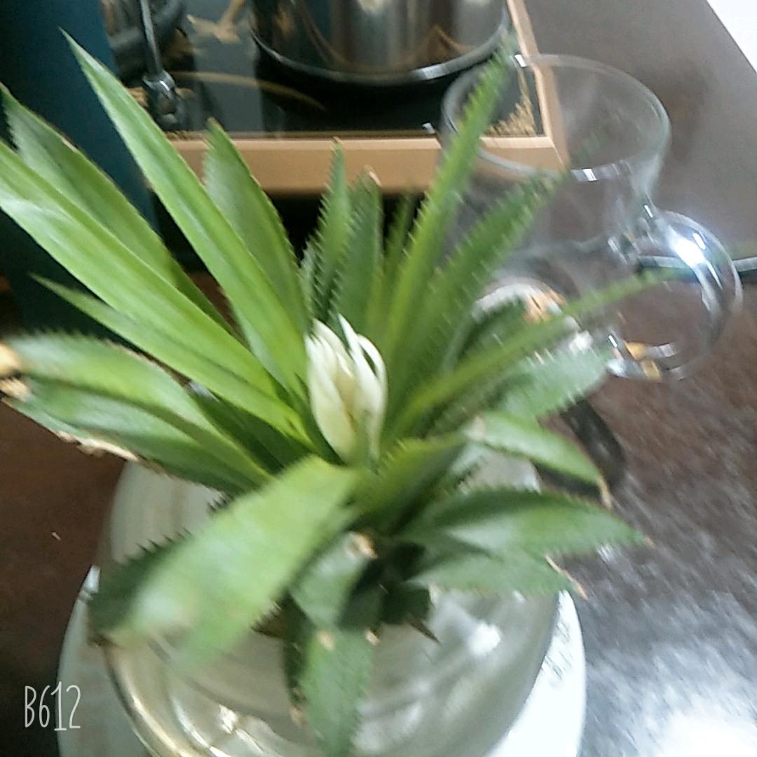 小素