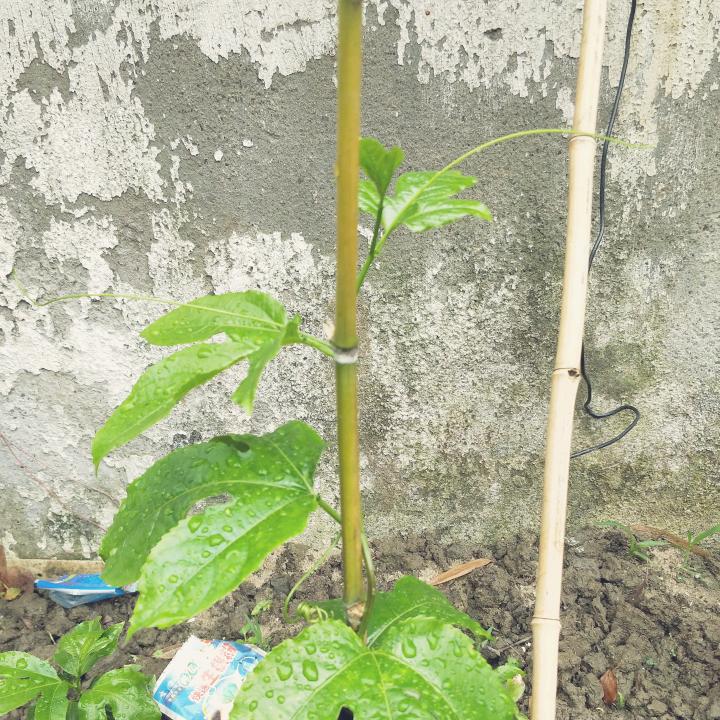 huaxiansheng