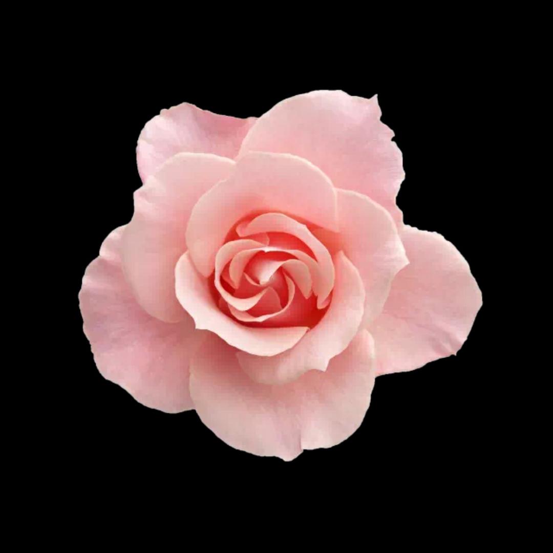 杜杜(专业卖手机15年)