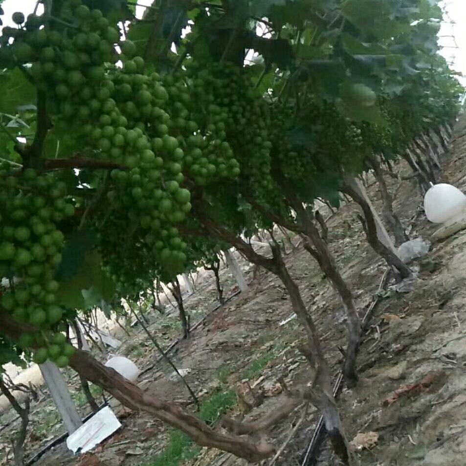 甜姐姐🧚🧚☀️