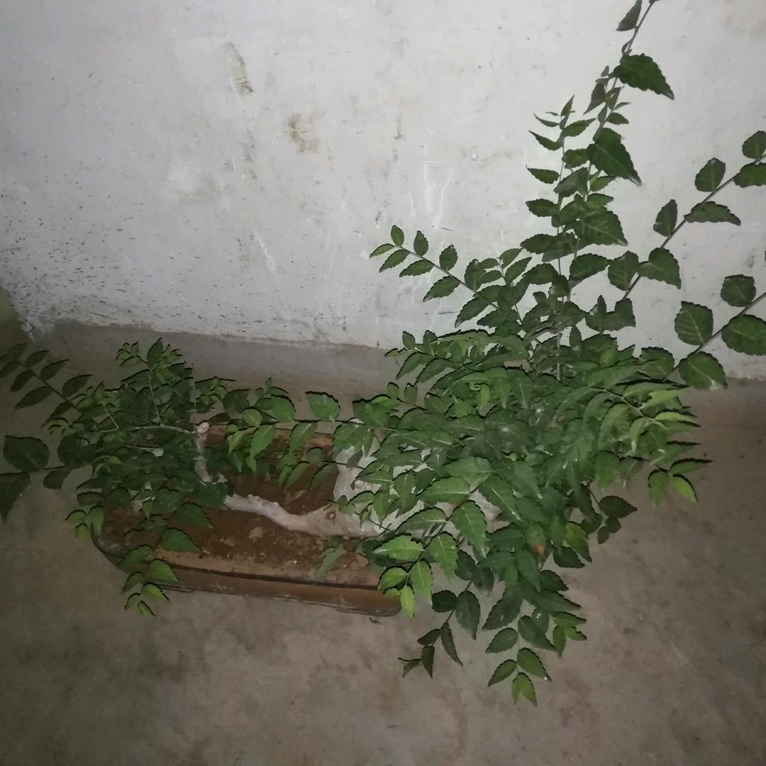 花花