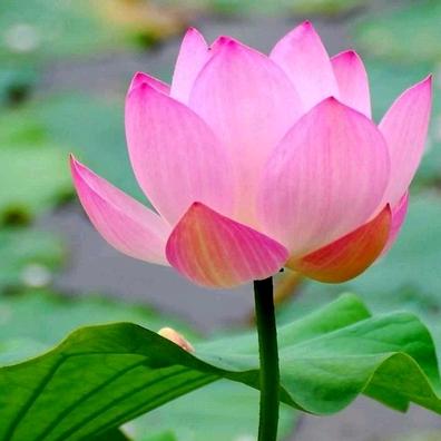 莲花🌸