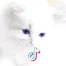 温度枪