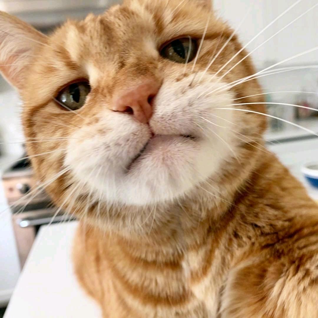 隔壁领居大黄狗的朋友猫咪辛巴