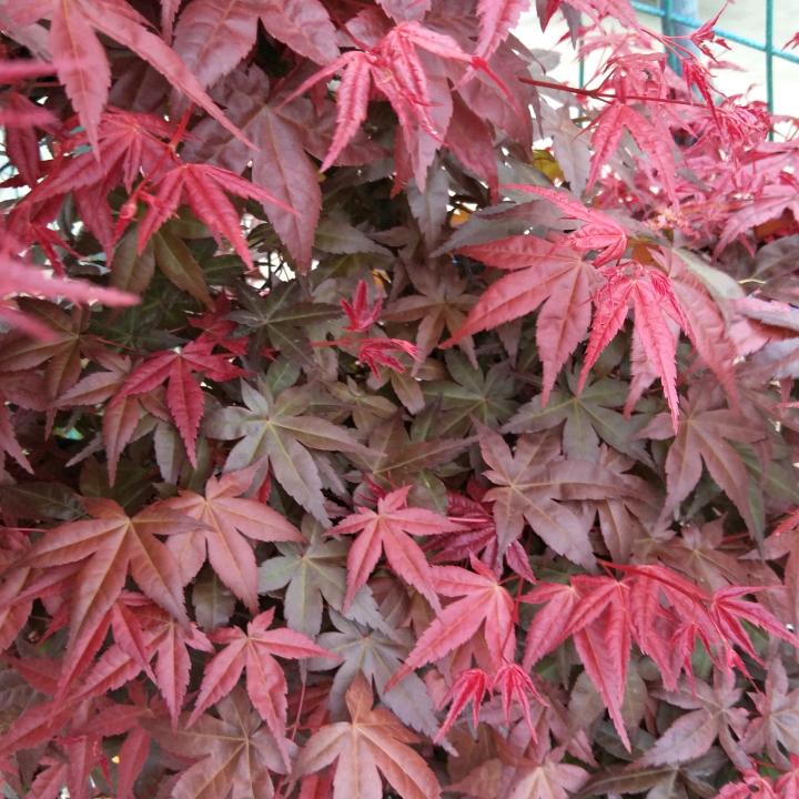 思心缘