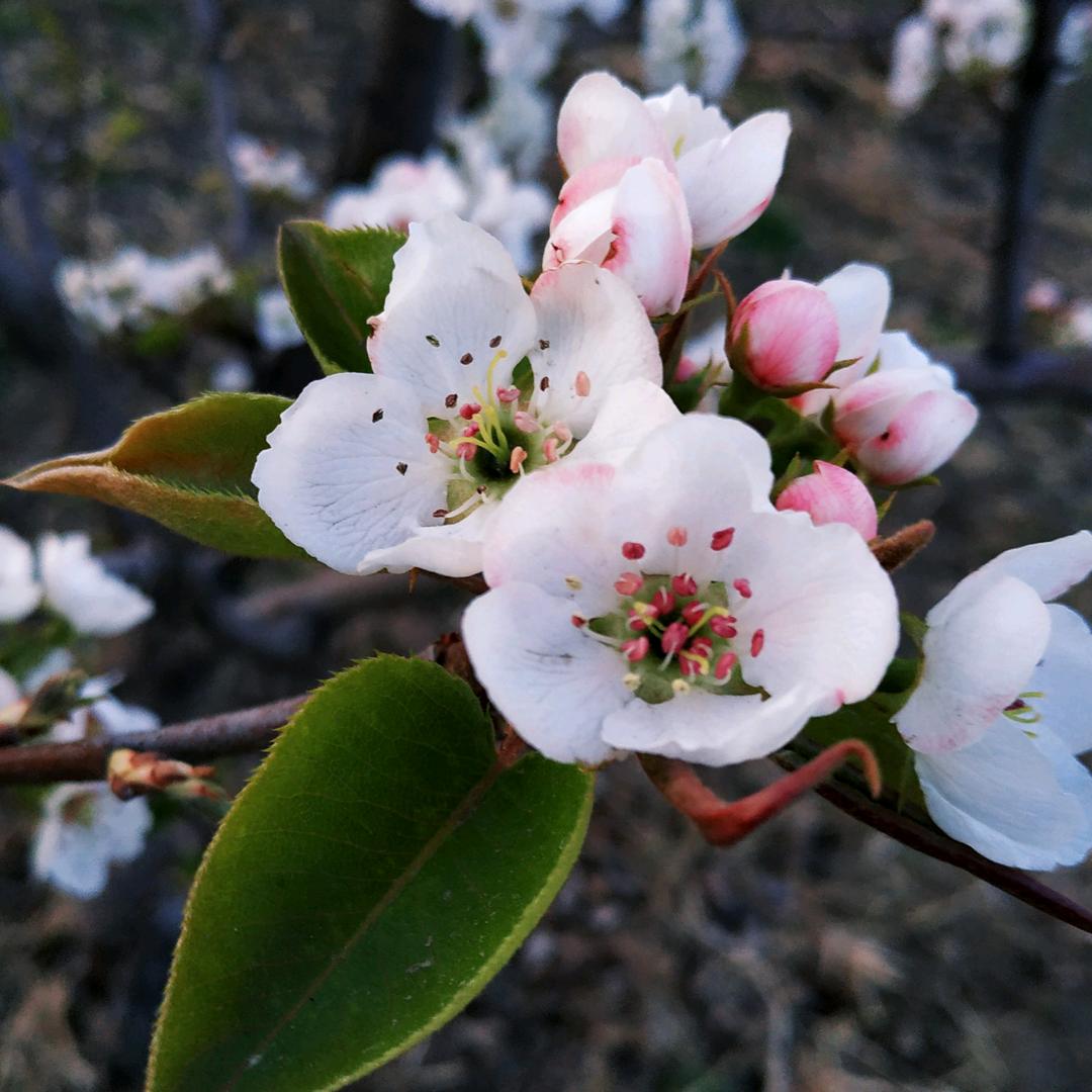 盘锦榆树别熬夜，手机会累