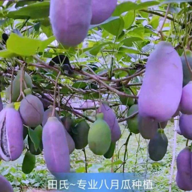 冰雪