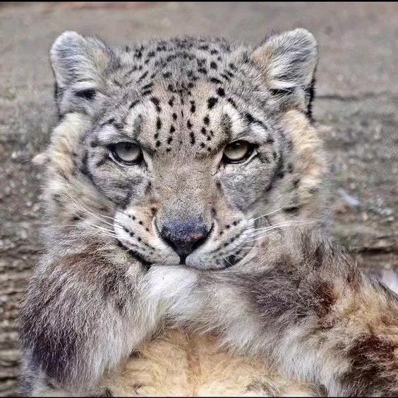 🌈🌈岚彧🕊️🕊️