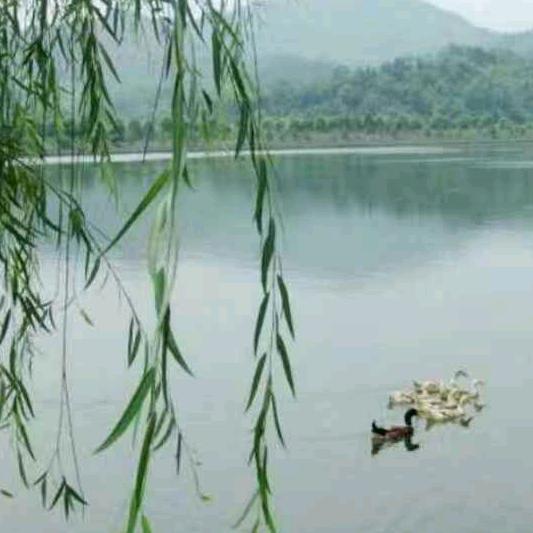 柳暗花明