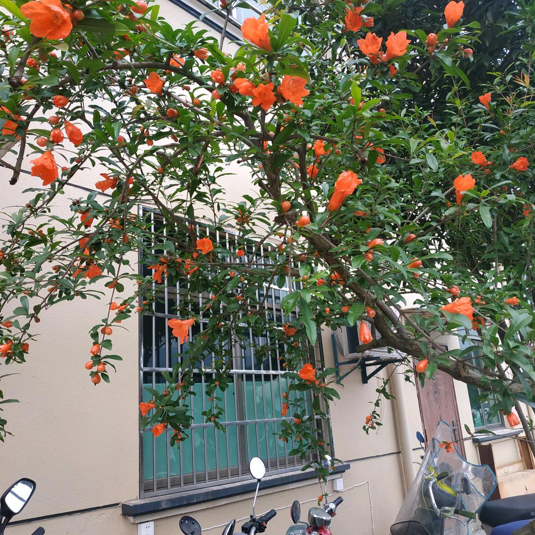 金华春芳盆景园