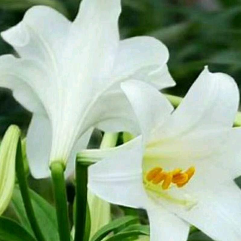 钟百合