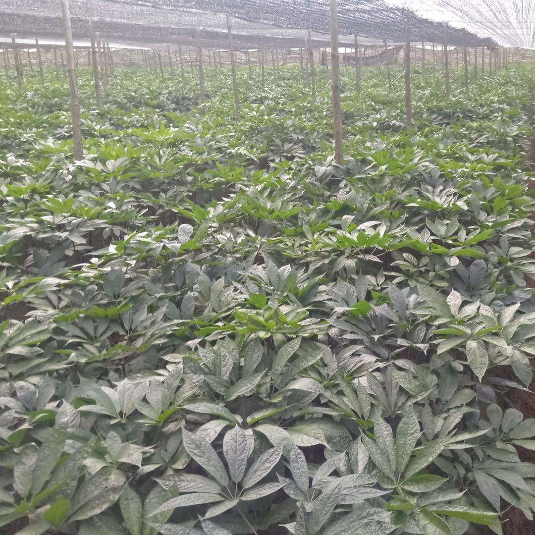 洋薇三七经营捕