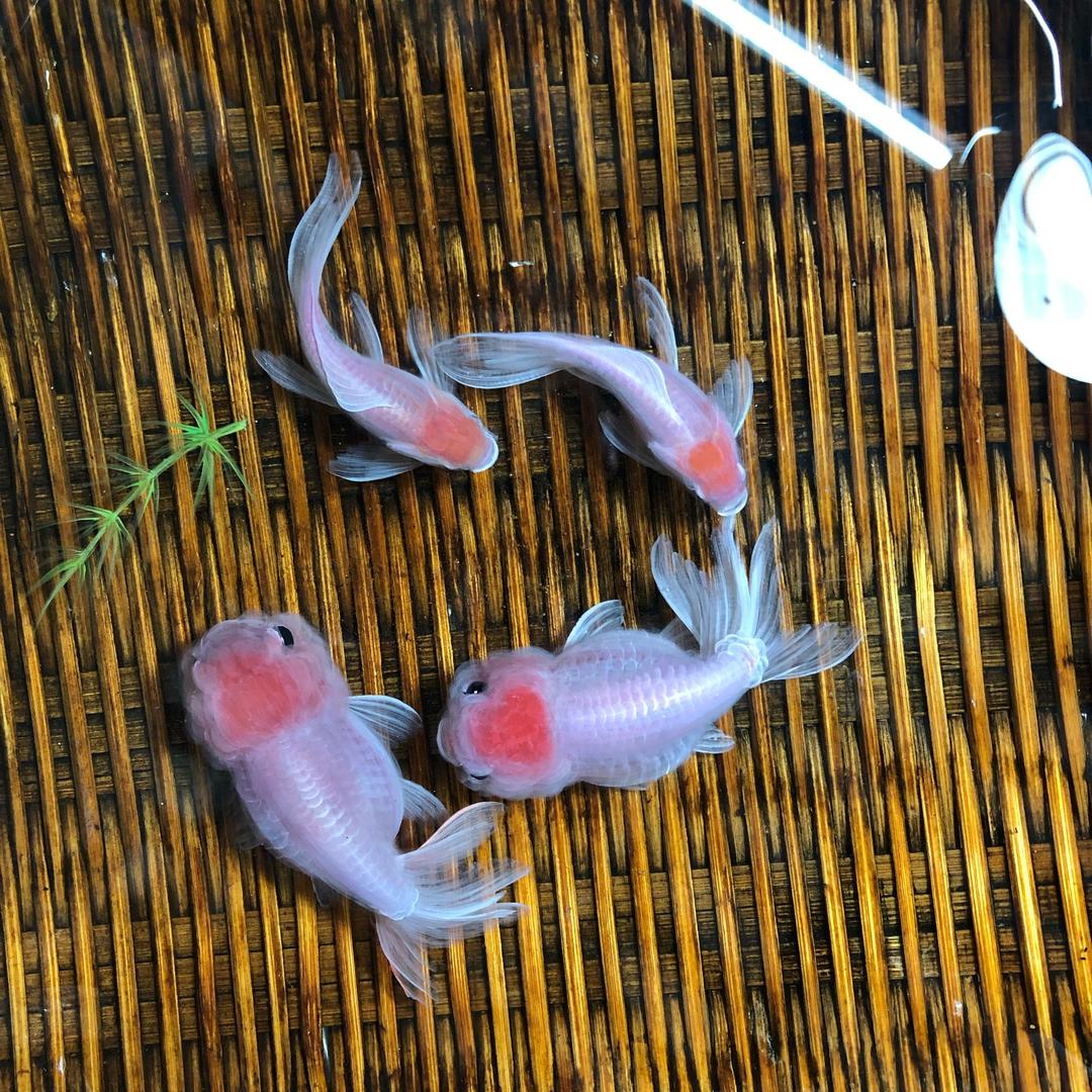 许诺树脂画