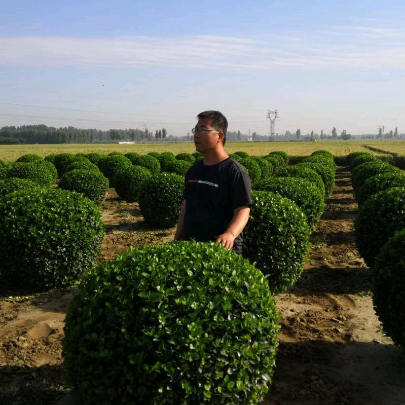 思润园林王振永