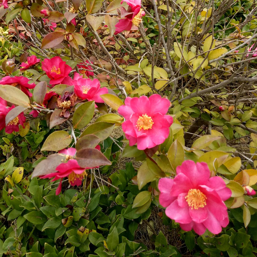 玫瑰花