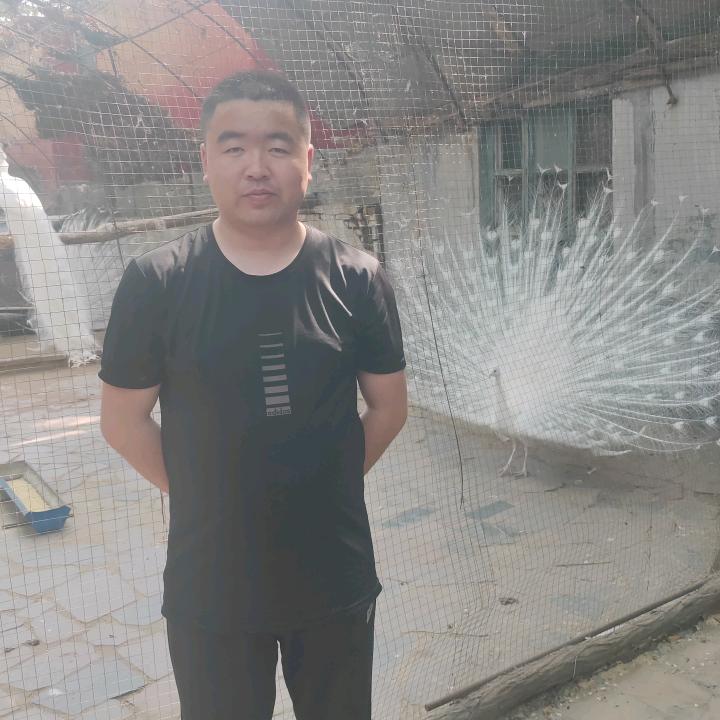 高杨
