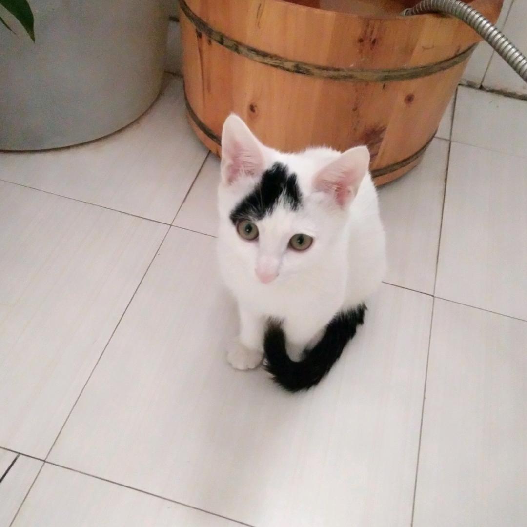 月儿