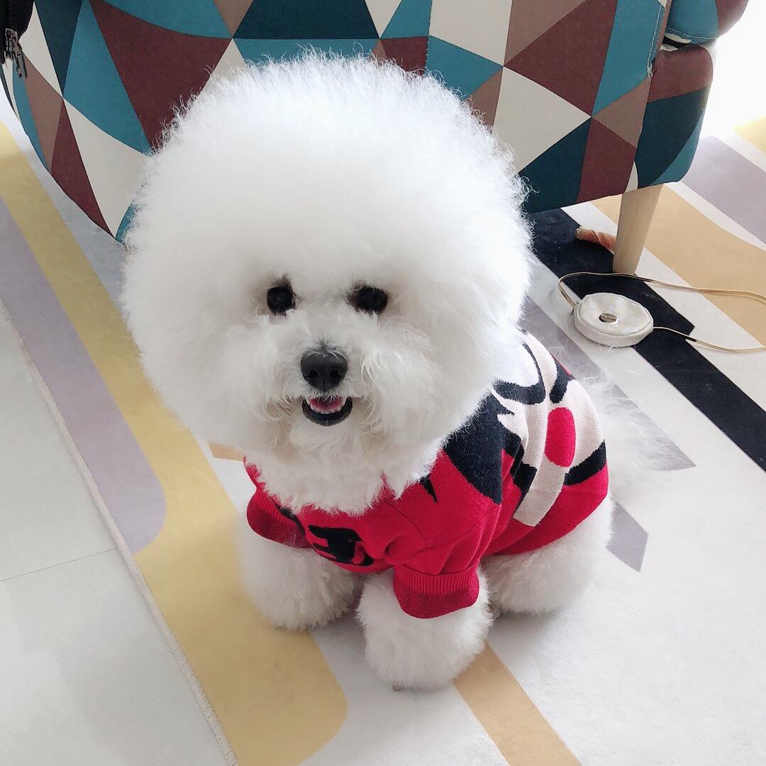 辣条是只小比熊