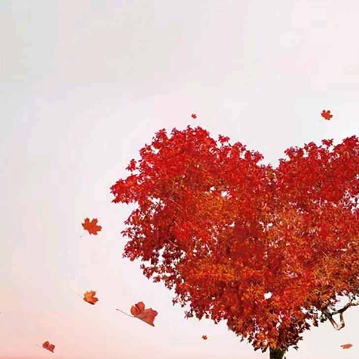 🍀淡忘如思🍀