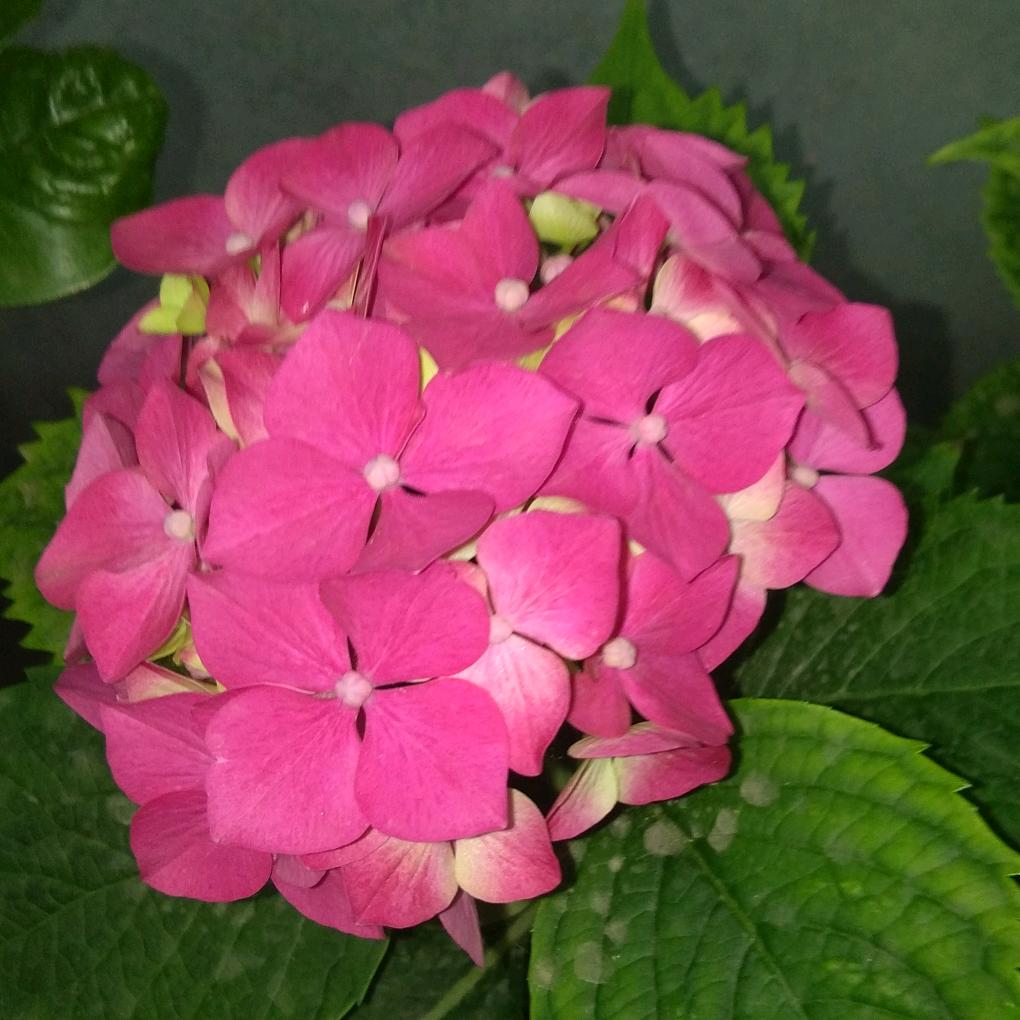 芮