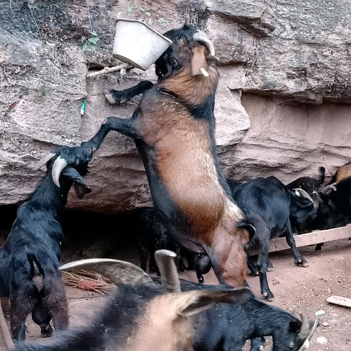 生态养殖土山羊