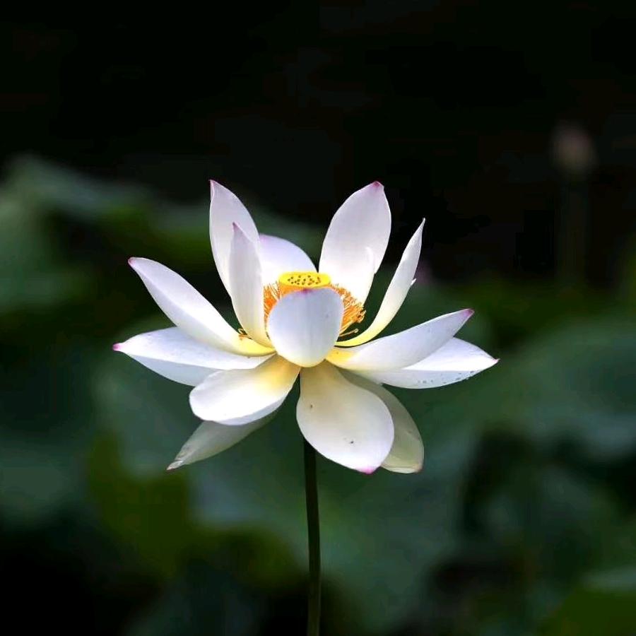 李贠静