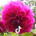 苿莉花